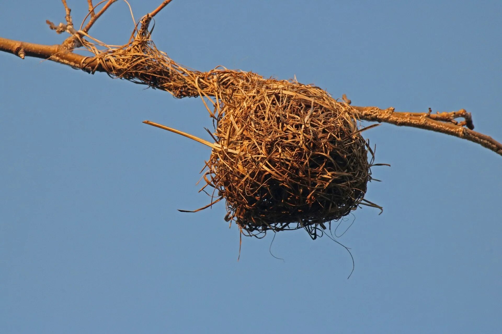 Гнездо касиков. Гнездо Гайно это. Гнездо белки Гайно. Гнездо гнездо зарянки.