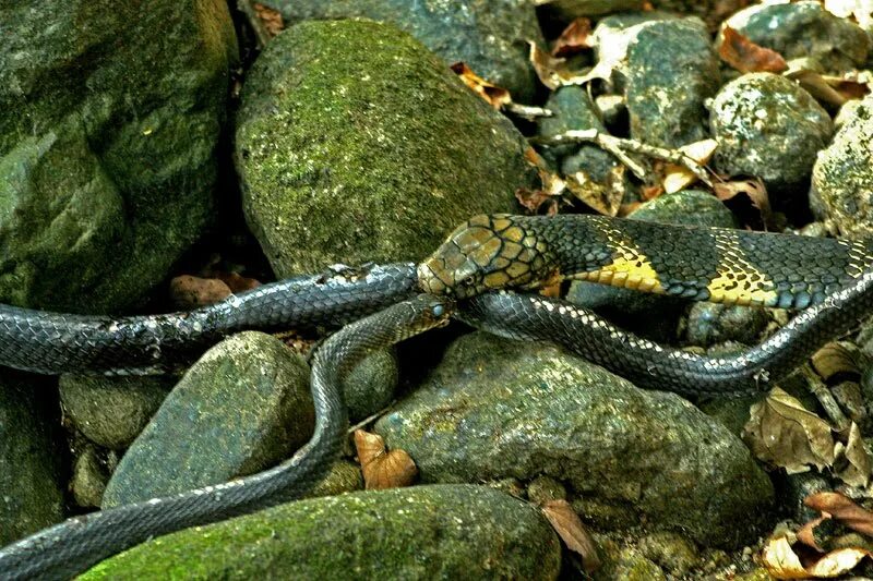 Snakes are longer. Змеи Фукуока. Змеи на Лангкави. Королевская Кобра охотится. Хищные змеи.