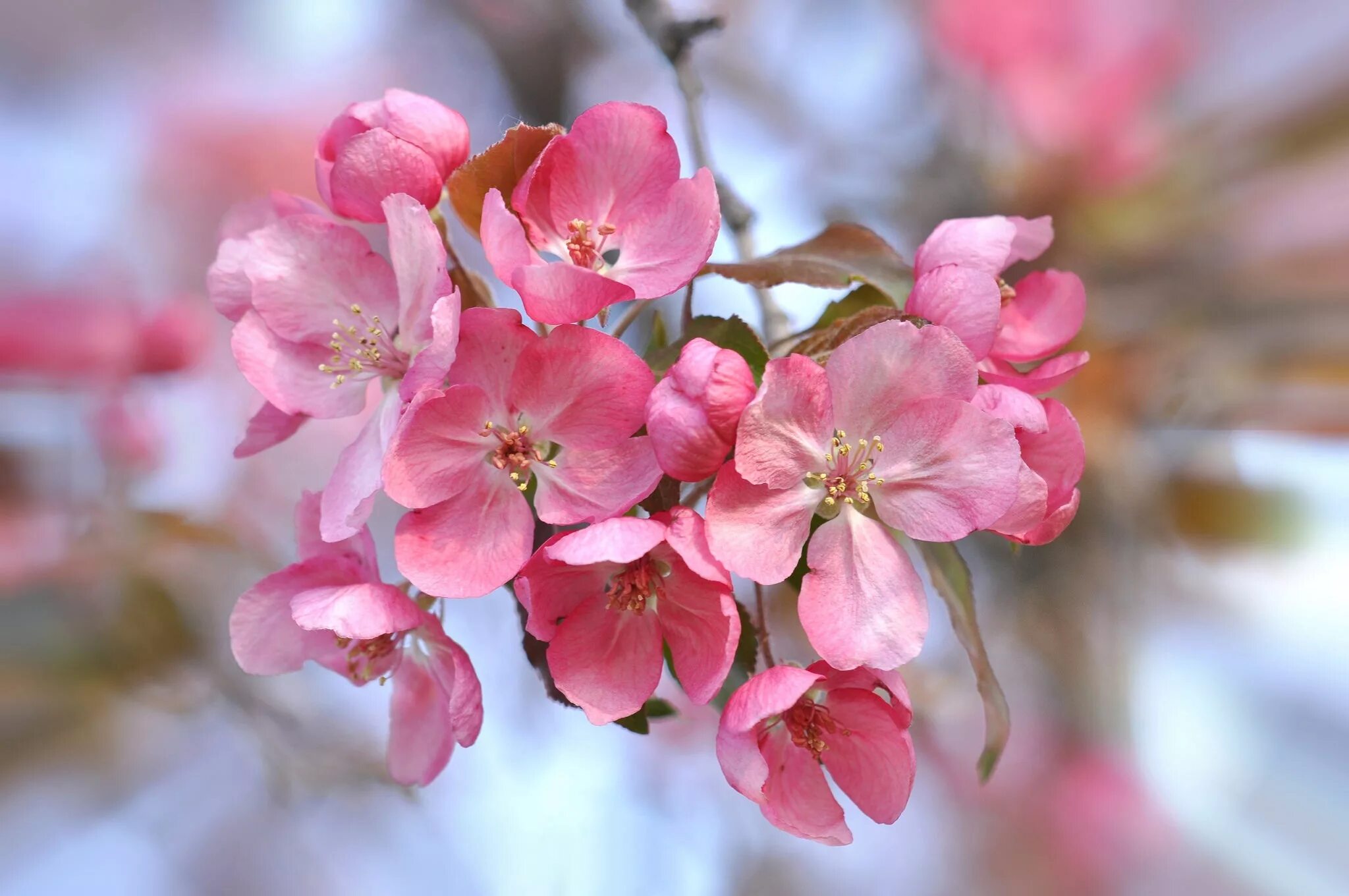 Big blossom. Яблоня черри блоссом. Черри блоссом цветок. Сакура черри блоссом. Сакура черри блоссом дерево.