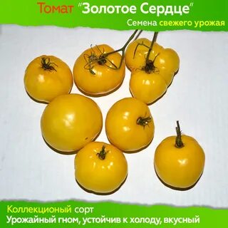 Томат золотое сердце