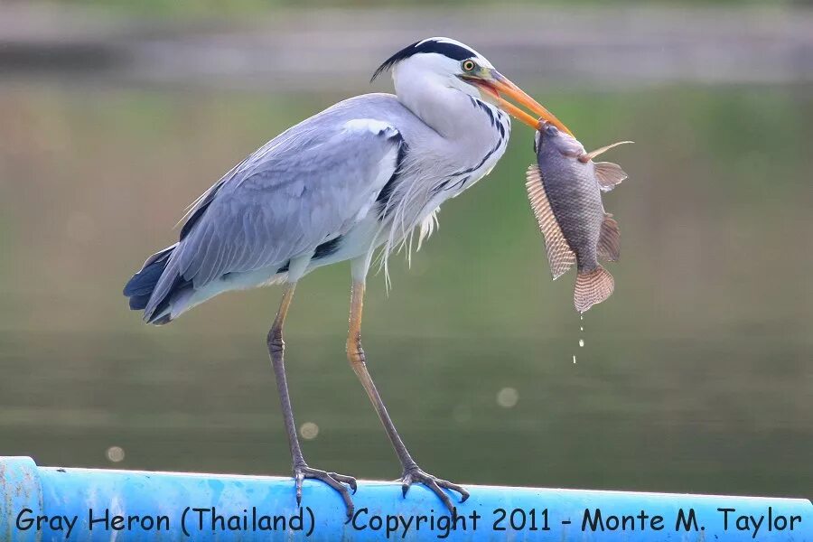 Цапля краткое описание. Цапля 2 класс. Цапля белая большая смоленская область. Цапля описание. Цапля белая красная книга краткое описание.