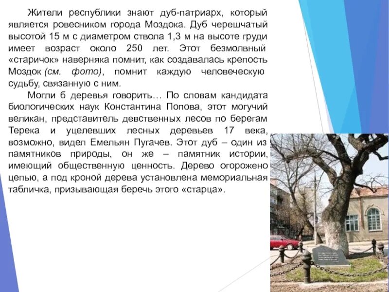 Маздок или моздок столица чего. Моздок дуб ровесник города. дуб в городе моздоке. доклад о моздоке. дуб моздока достопримечательности.