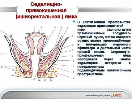 Анальный сфинктер