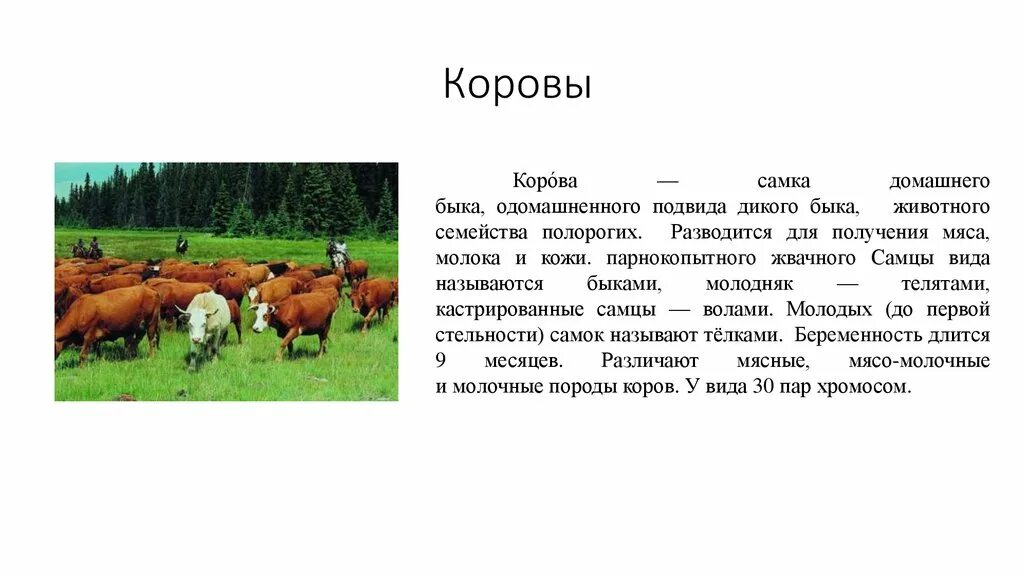 Корова для презентации. Сообщение о корове. Описание коровы для детей. Описание коровы для детей. Сообщение о корове.