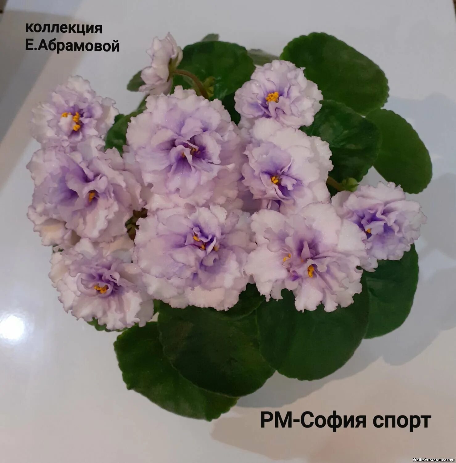 фиалка РМ-София (2018) - Land Flowers