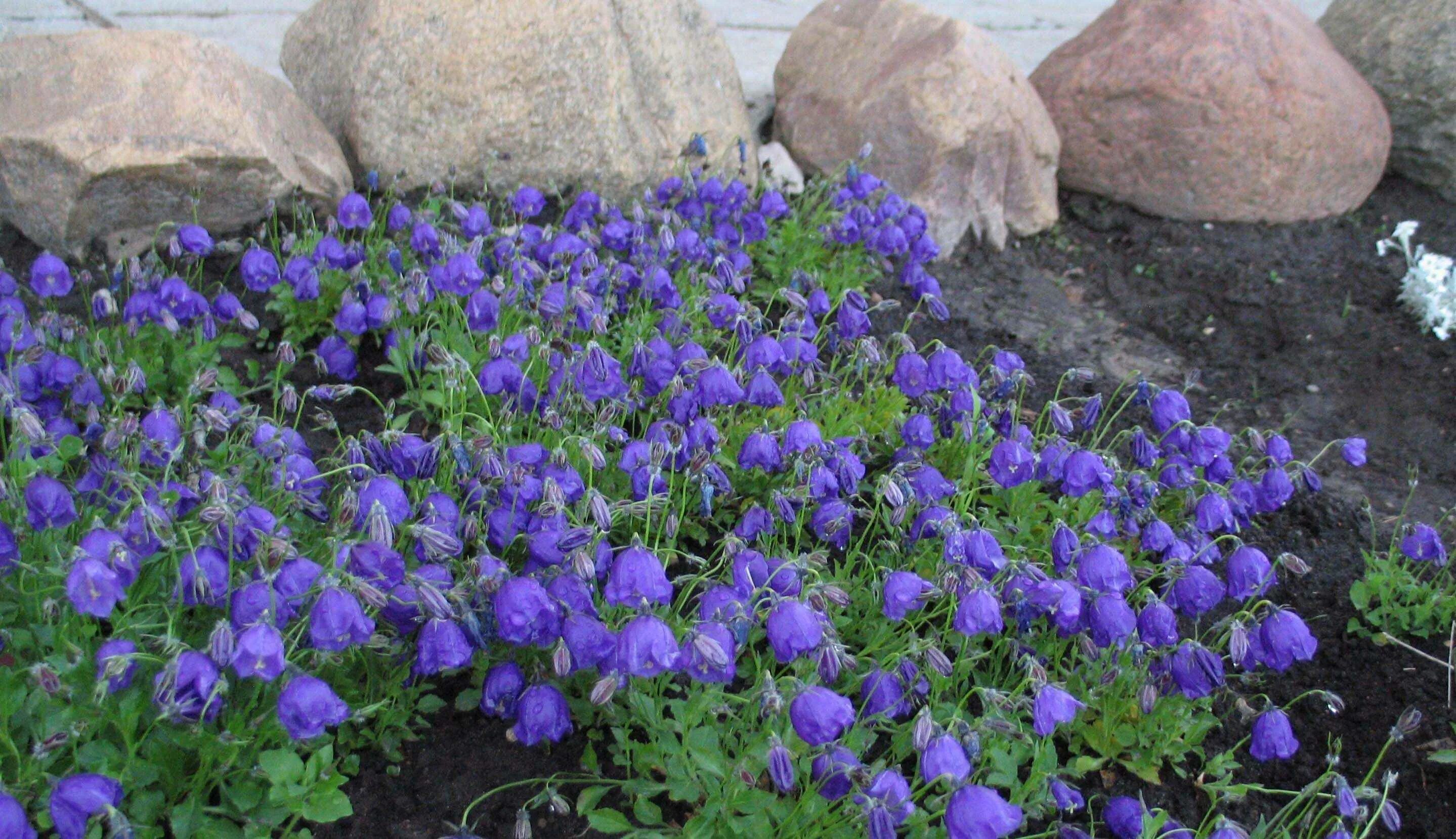 Колокольчик посадка в открытый грунт. Колокольчик Карпатский Campanula Carpatica Jacq. Колокольчик доломитовый Кампанула. Королевский колокольчик многолетка. Колокольчик Карпатский голубой многолетник.