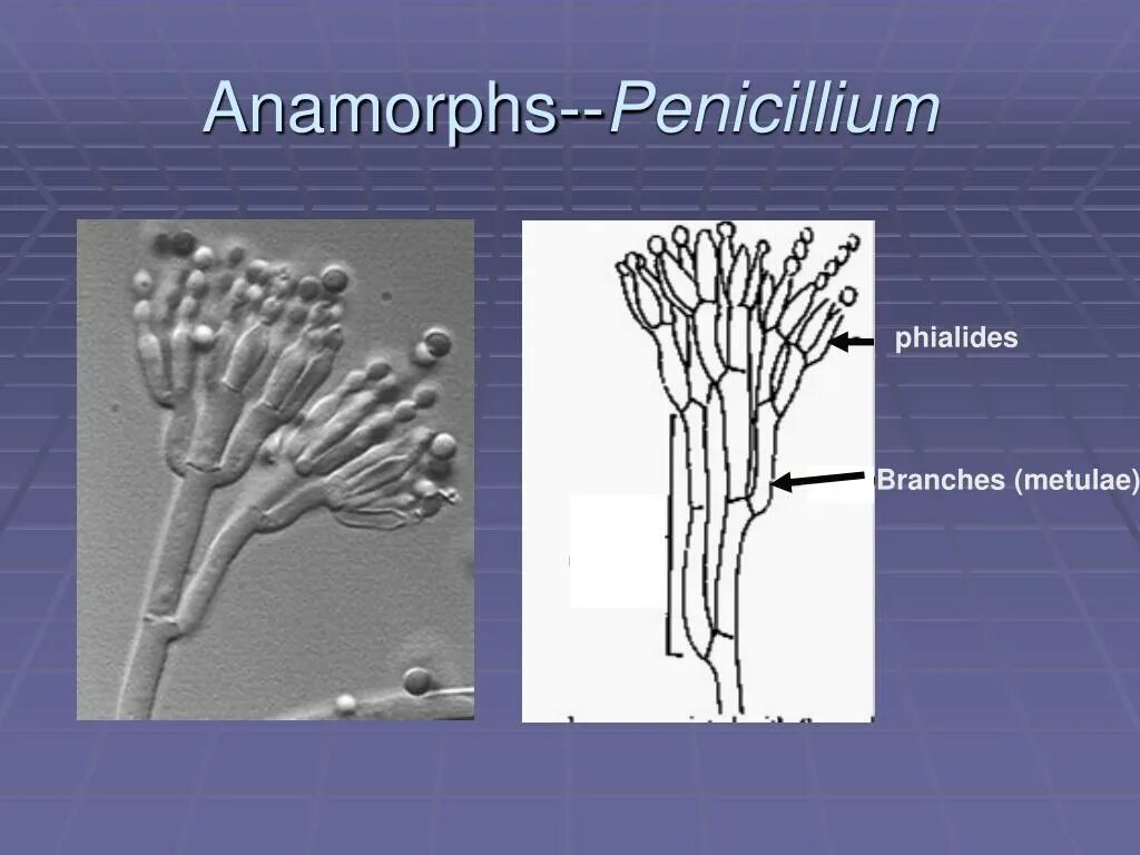 Мукор пеницилл аспергилл. Penicillium notatum пенициллин. Плесневый гриб пенициллиум.. Конидии пеницилла. Мицелий гриба пеницилла