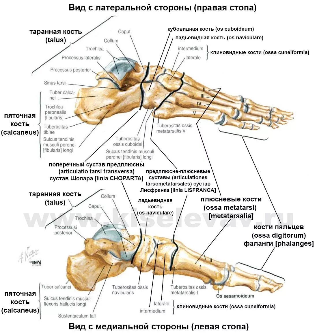 Суставы нижних конечностей анатомия строение. Кости стопы правой вид сверху. Перелом бугристости ладьевидной кости стопы. Таранная кость стопы анатомия. Сесамовидные кости 1 плюсневой кости.
