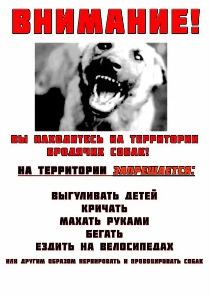 Ненавижу собак. Ненавижу собак вк. те,кто ненавидит собак. если человек ненавидит собак.