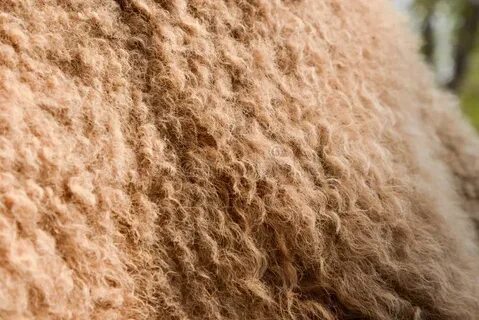 Camels hair
