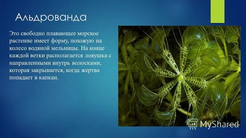 сообщение о морской капусте. голубая актиния. сообщение о морском растении. сообщение о морском растении. информация о водорослях.