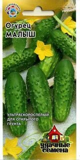 Огурец малыш
