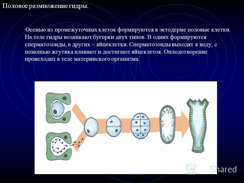 Изменения в промежуточных клетках. Половое размножение гидры. Размножение гидры. Половое размножение клетки. Половое размножение гидры стадии.