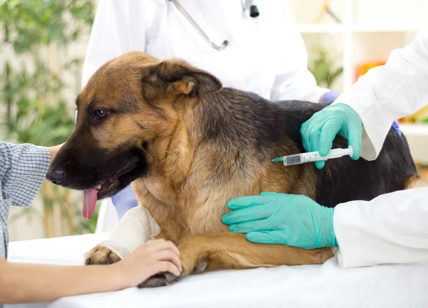 Вакцине в домашних условиях. Вакцинация животных. Иммунизация животных. Вакцинация Ветеринария. Вакцинация против бешенства собак.