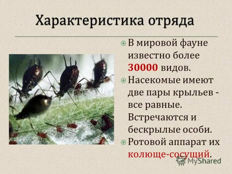 Насекомые имеют 3 отдела. Многообразие насекомых интересные факты. Насекомые имеют. Почему Велико видовое разнообразие насекомых. Разнообразие насекомых Белгородского края.
