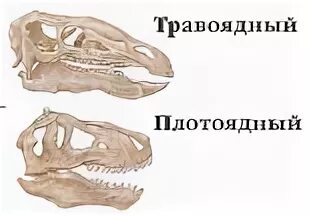Строго травоядный человек. Строение челюсти травоядных динозавров. Зубная система хищников и травоядных. Челюсть травоядного динозавра. Череп травоядного динозавра.