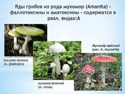 Нейросеть нашла противоядие от бледной поганки