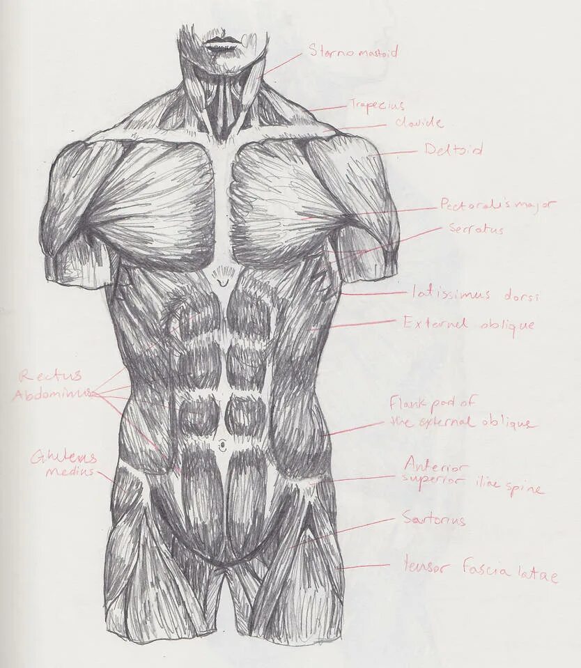 Передняя часть человека. Мышцы торса человека анатомия. Анатомия человека мышцы торс референс. Мышцы туловища Могилевцев анатомия.