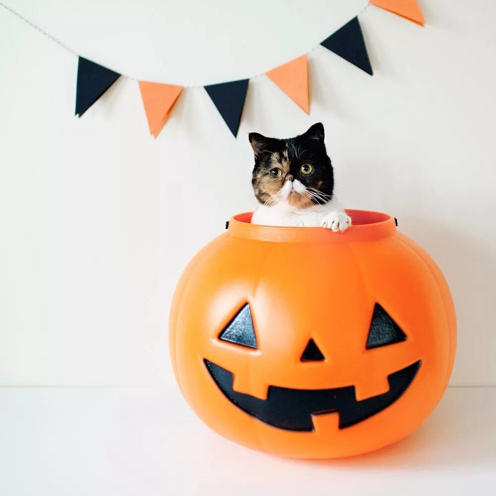 Котенок хэллоуин. Кошачий хэллоуин. кот для хэллоуина. украшения для котов на хэллоуин.