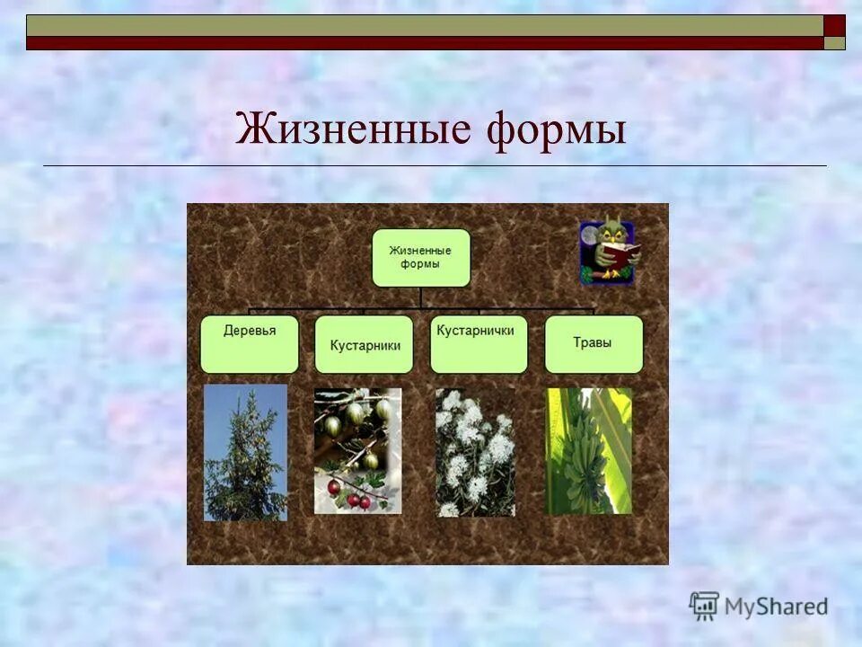 ботаника изучает растения. типы ботанических наук. растения подушки жизненная форма. реферат по теме "ботаника -наука о растениях. ботаника наука о растениях.