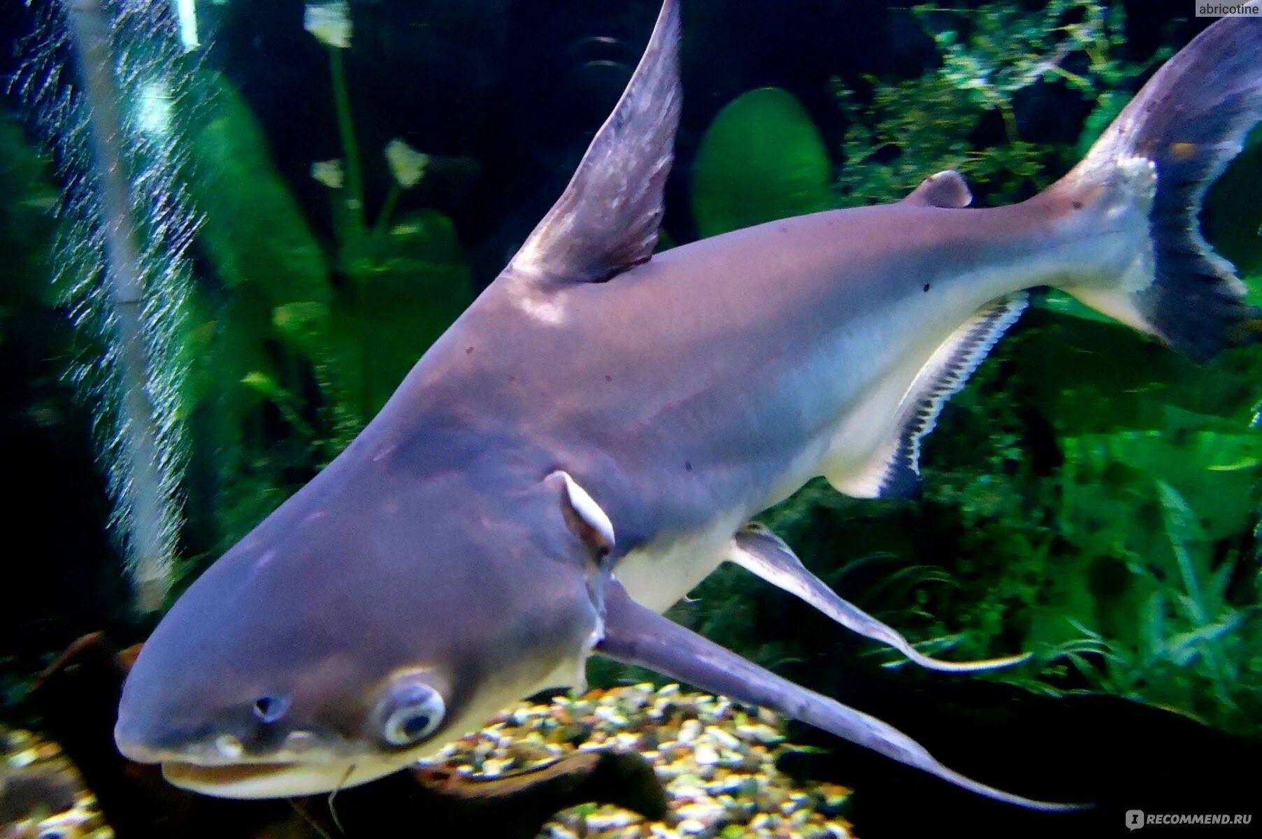 Акула для аквариума. Акула для аквариума. Карликовая акула для аквариума. Акула в аквариуме. Белоперая акула.