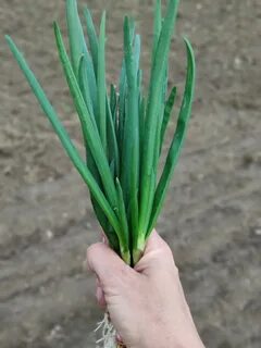Как называется плоский лук