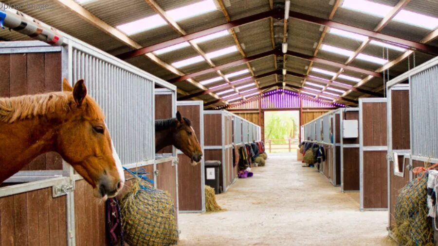 Конюшня в ростове на дону левада. Хозяйство с конюшней. Конюшня грин хорс. Усадьба середниково конюшня. Королевский денник.