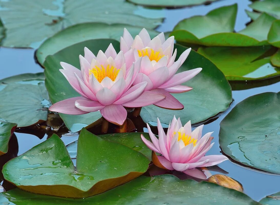 Flower, Lotus, Plant, Sacred Lotus Picture. Image: 112059705