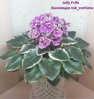 Jolly frills фиалка
