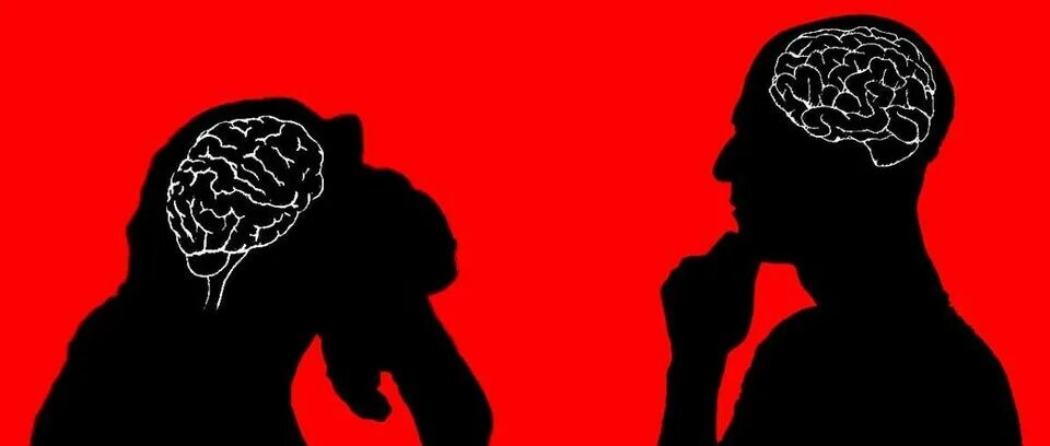 Brain theory. Мозг кипит. картинка которая успокаивает мозг. мозг битва. найди 8 животных brain.
