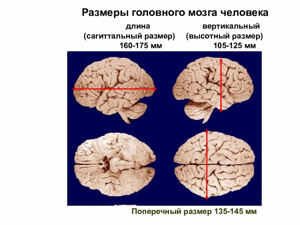 Какова масса мозга. Размер мозга человека. Размер мозга взрослого человека. Диаметр мозга человека. Объем головного мозга человека.