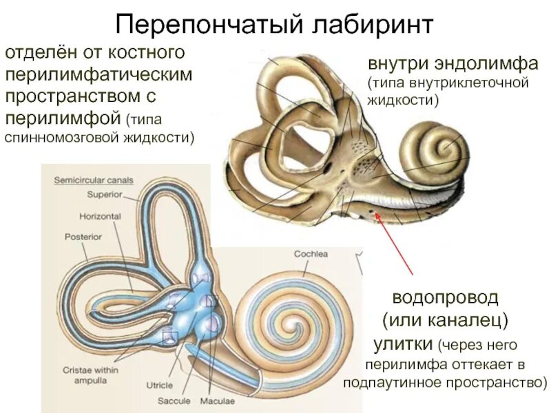 Содержимое внутреннего уха. Перепончатый Лабиринт уха строение. Внутреннее ухо строение перепончатого Лабиринта. Перепончатый Лабиринт внутреннего уха анатомия. Внутреннее ухо костный Лабиринт.