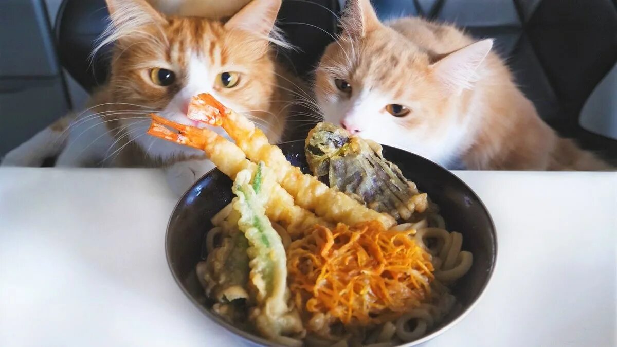 Где есть кот. Кот и макароны. коты едят. котик с макаронами. кот шашлык.