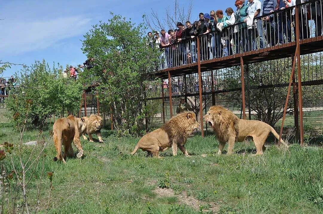 Парк Тайган Крым. Тайган сафари парк. Парк Львов Тайган Лев из дерева. Белогорск зоопарк Тайган.