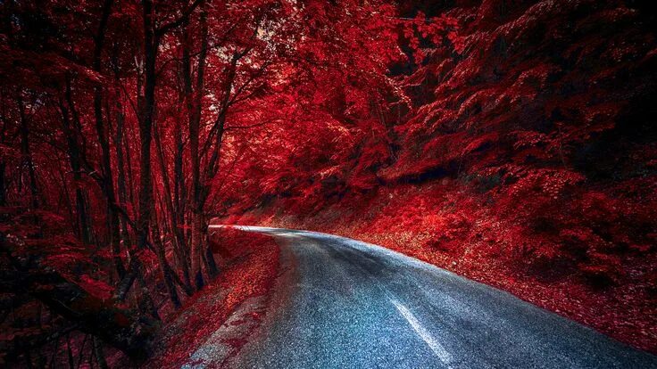 Fotos Rot Natur Herbst Wege Bäume Hintergrundbilder natur, Roter hintergrund, Ro