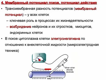 Мембрана покое