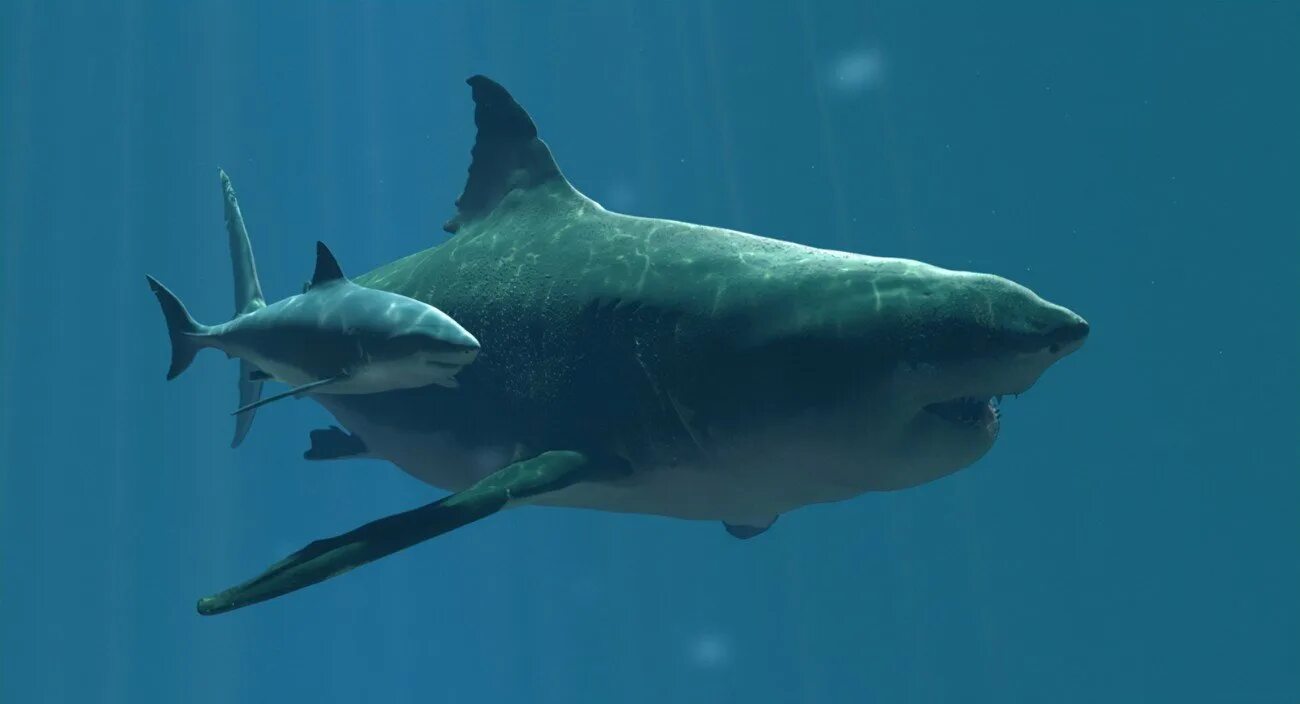 Megalodon shark