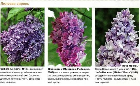 Сирень систематическая группа