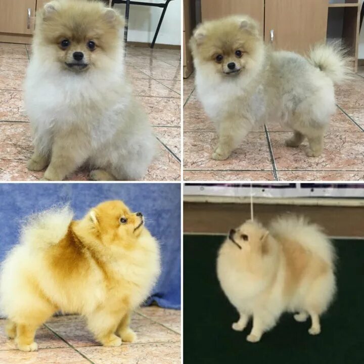 Мишки, лисички, помы и классика, или в чем отличие шпицев?