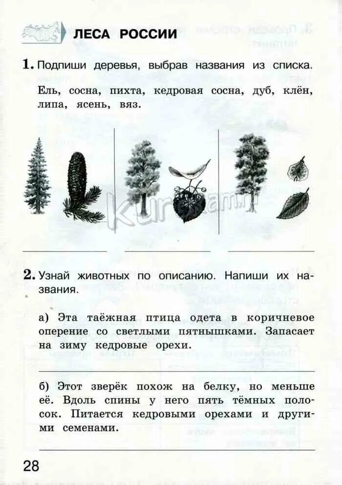 Леса россии тест 4 класс окружающий мир. Проверочная тетрадь окружающий мир 4 класса. Леса России окружающий мир рабочая тетрадь. Окружающий мир 4 класс тесты Плешаков. Проверочная работа по окружающему миру 4 класс.