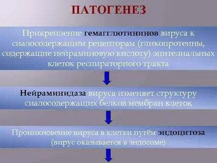 Грипп патогенез