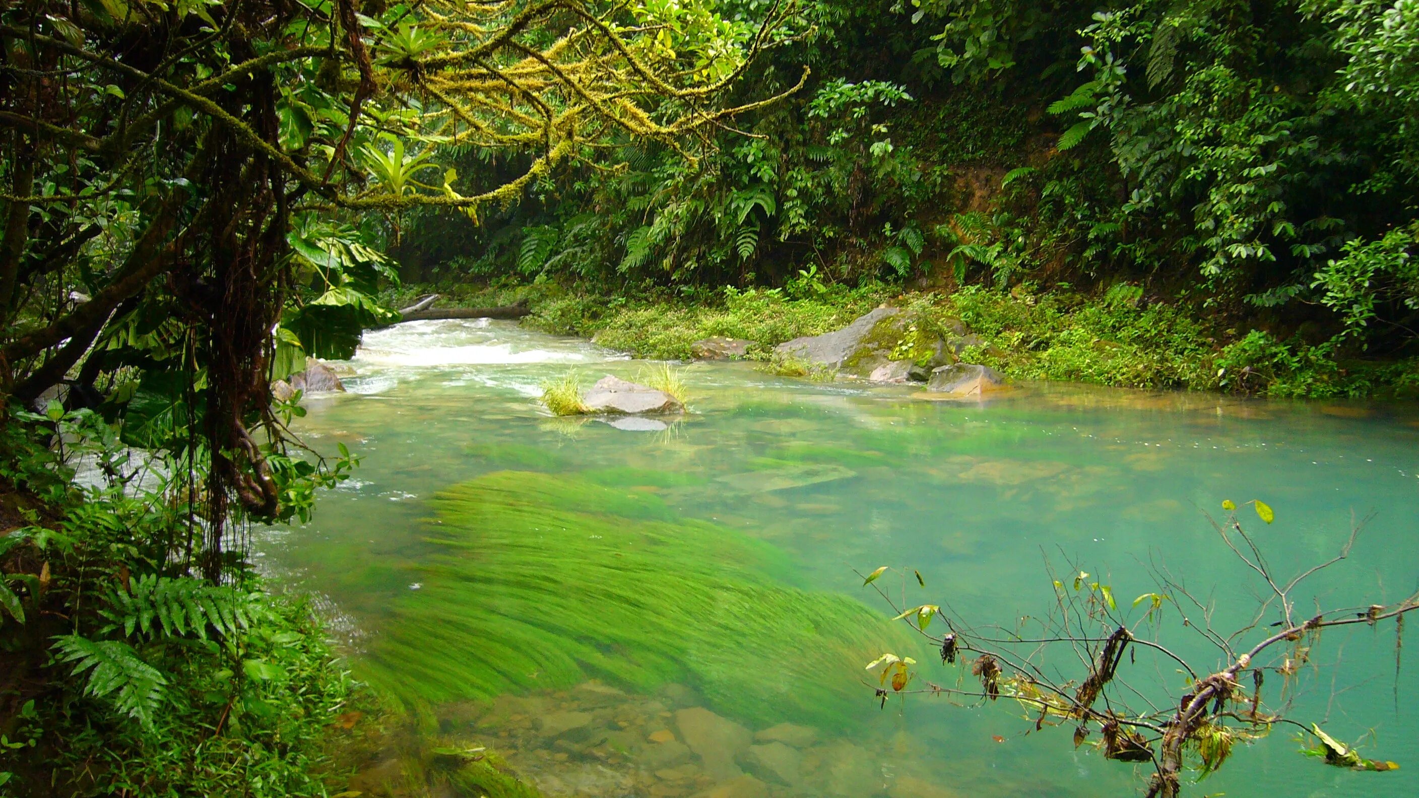 Jungle river