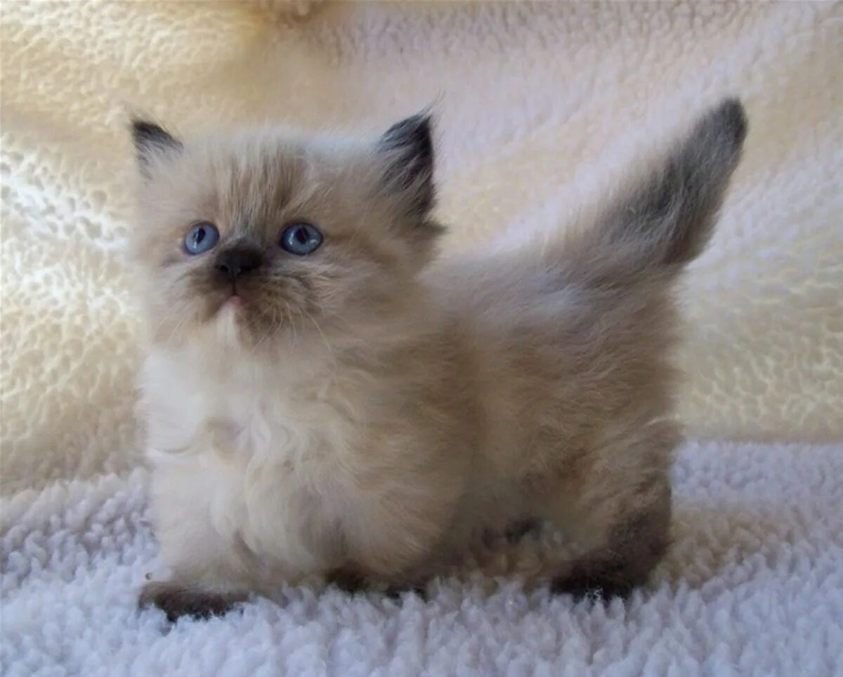 Коты которые не растут