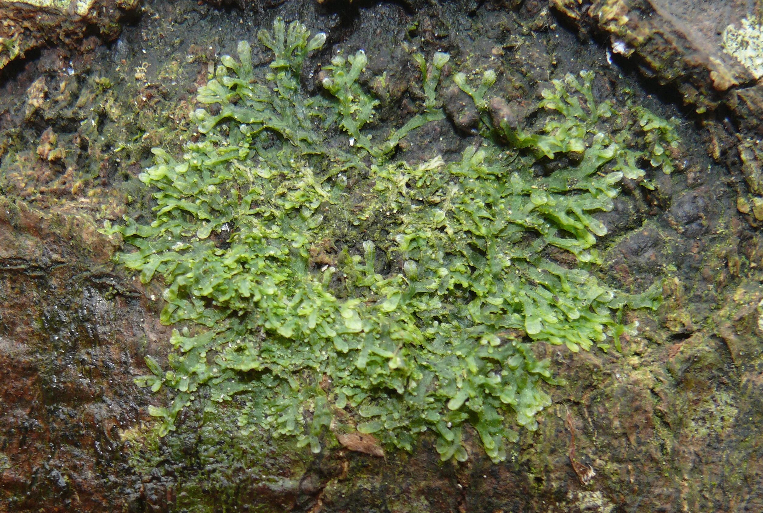Vietorchis furcata тип питания. Metzgeria furcata. мецгерия вильчатая. pellia epiphylla. линдбергия короткокрылая.