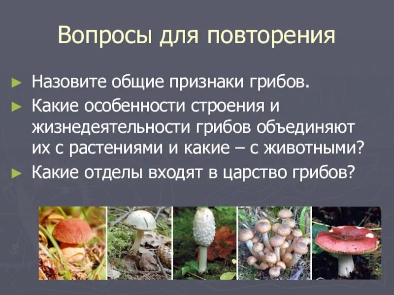 Каковы признаки грибов 5 класс. Особенности строения и жизнедеятельности грибов. Признаки грибов 7 класс. Растения и грибы Общие признаки. Отличительные особенности грибов.