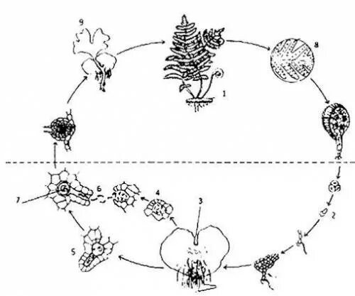 Цикл размножения папоротников. Жизненный цикл папоротника схема. Цикл размножения папоротников схема. Жизненный цикл размножения папоротника.