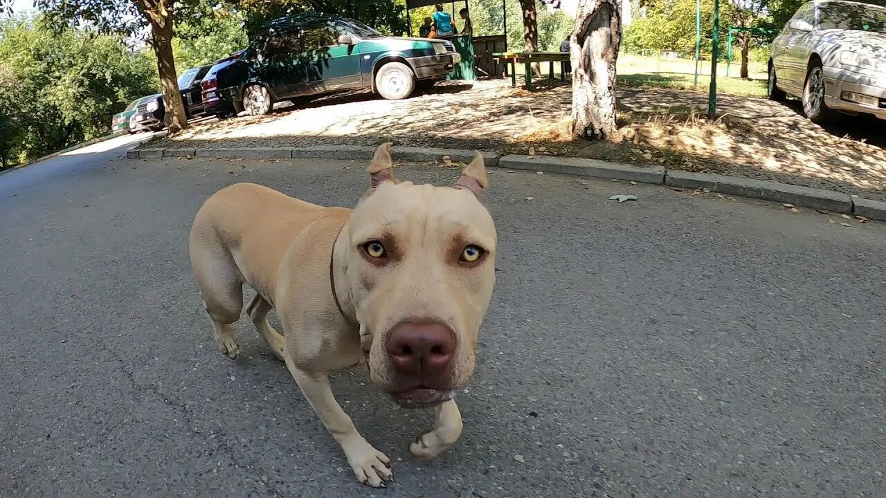Питбуль драгон лайф. Питомник питбулей. Питбули драгон лайф агоп. Питбуль лайф. Питбуль лайф.