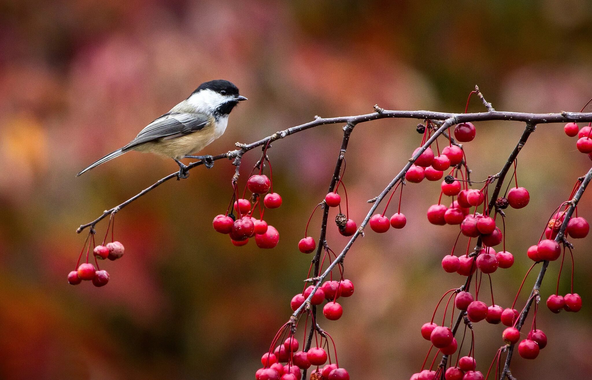 Autumn birds. Природа птицы. Осень птицы. Птица на ветке. Птицы осенью.