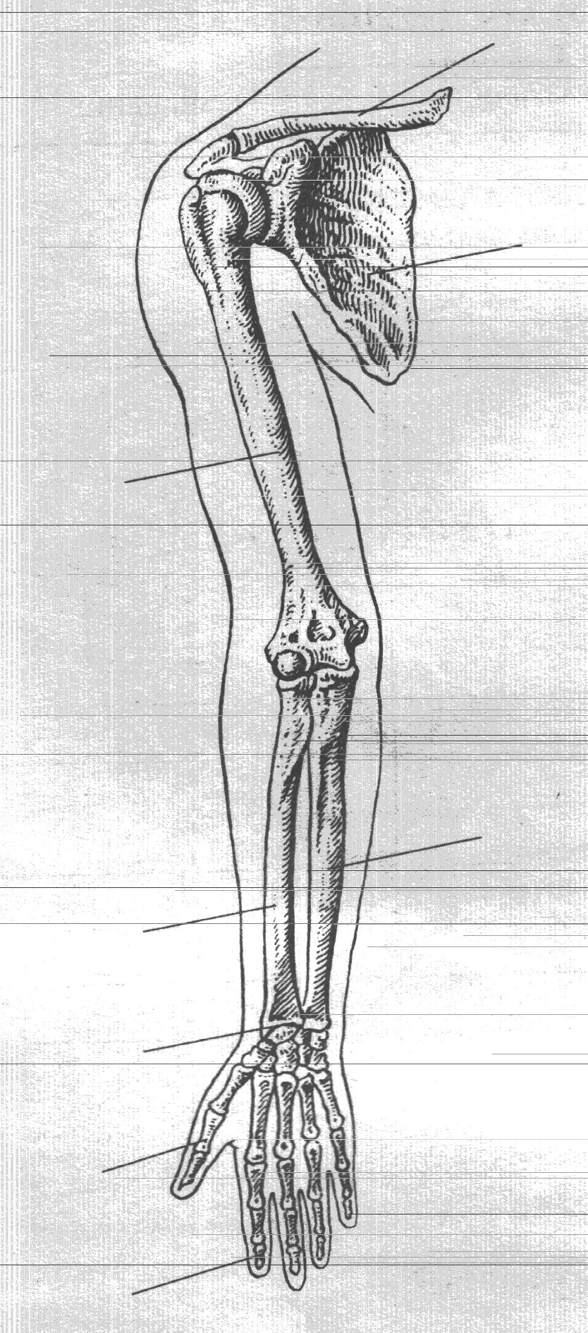 Скелет верхней конечности рисунки. Кость скелета свободной верхней конечности. Строение руки человека без подписей. Подпишите кости верхней конечности. Верхняя конечность без подписей.