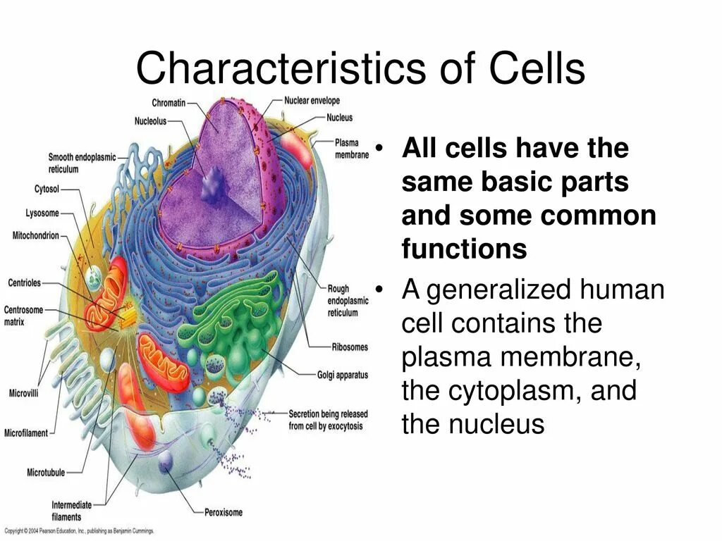 Cell contains. Human Cell structure. Human Cell cytoplasm. P Cells structure. Cell structure Drow.